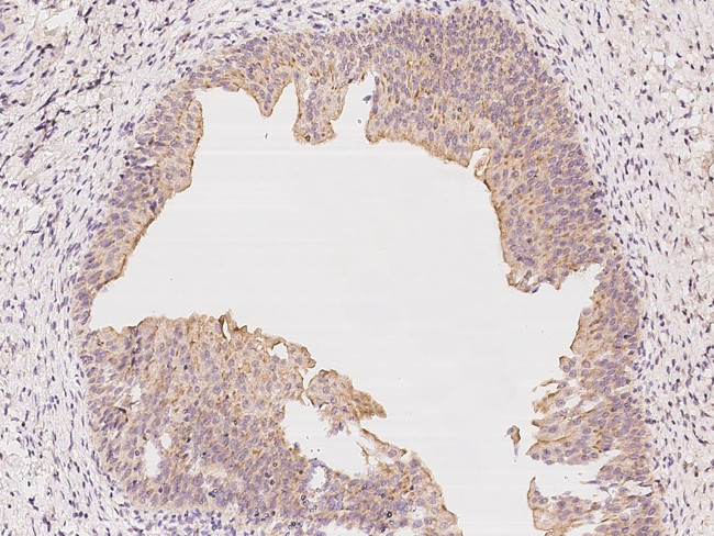 NLRX1 Antibody in Immunohistochemistry (Paraffin) (IHC (P))