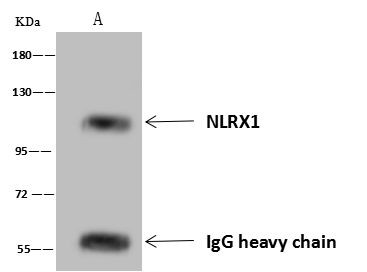 NLRX1 Antibody in Immunoprecipitation (IP)