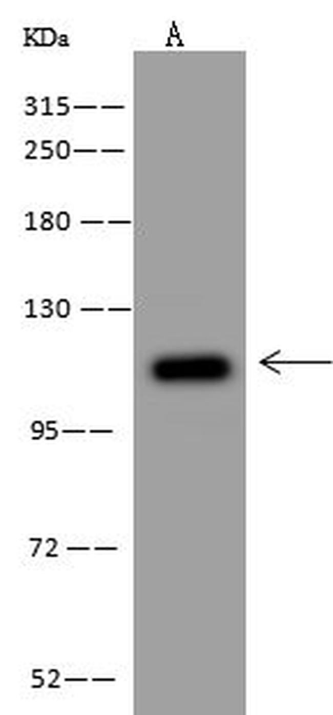 NLRX1 Antibody in Western Blot (WB)