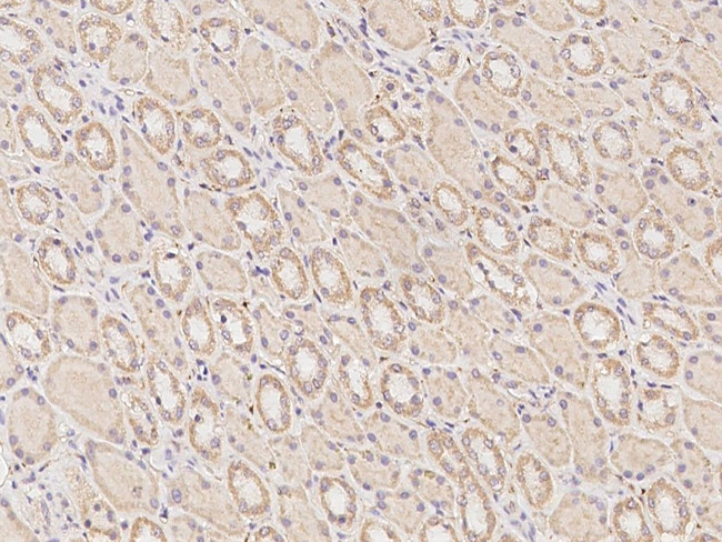 NTMT1 Antibody in Immunohistochemistry (Paraffin) (IHC (P))