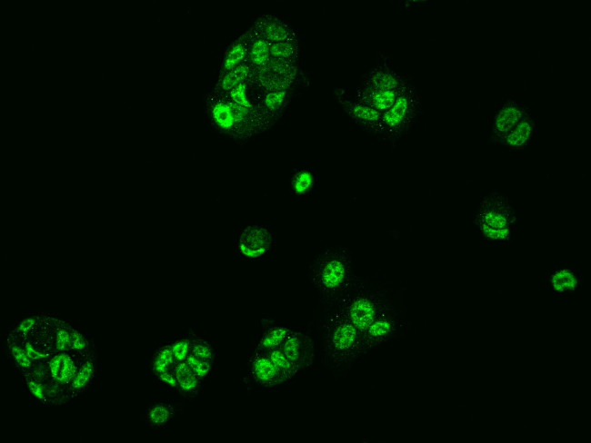 TAP Antibody in Immunocytochemistry (ICC/IF)