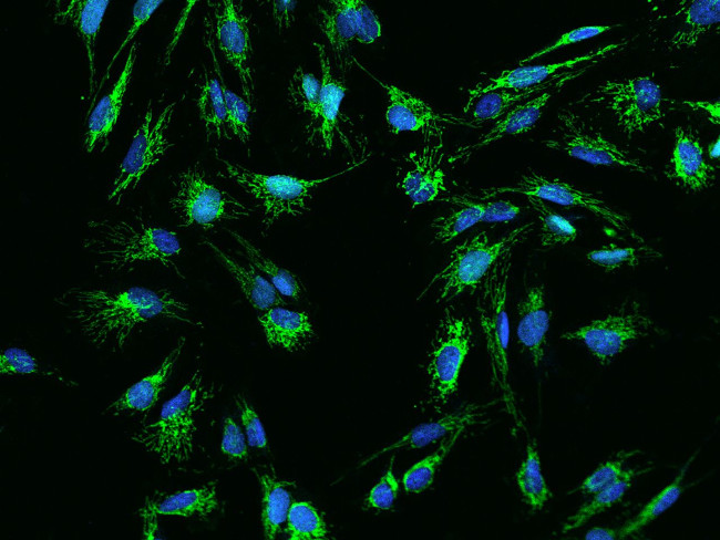 OCIAD2 Antibody in Immunocytochemistry (ICC/IF)