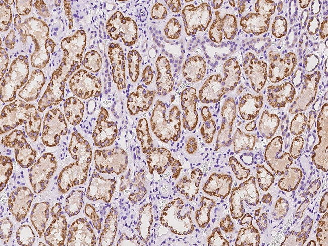 OCIAD2 Antibody in Immunohistochemistry (Paraffin) (IHC (P))