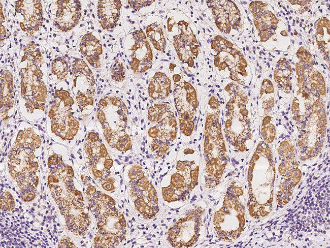 OCIAD2 Antibody in Immunohistochemistry (Paraffin) (IHC (P))