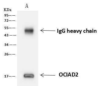 OCIAD2 Antibody in Immunoprecipitation (IP)