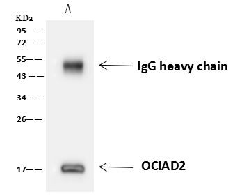 OCIAD2 Antibody in Immunoprecipitation (IP)