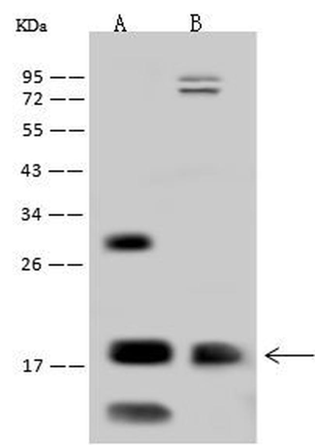 OCIAD2 Antibody in Western Blot (WB)