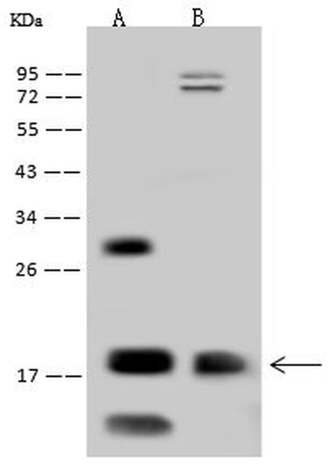 OCIAD2 Antibody in Western Blot (WB)