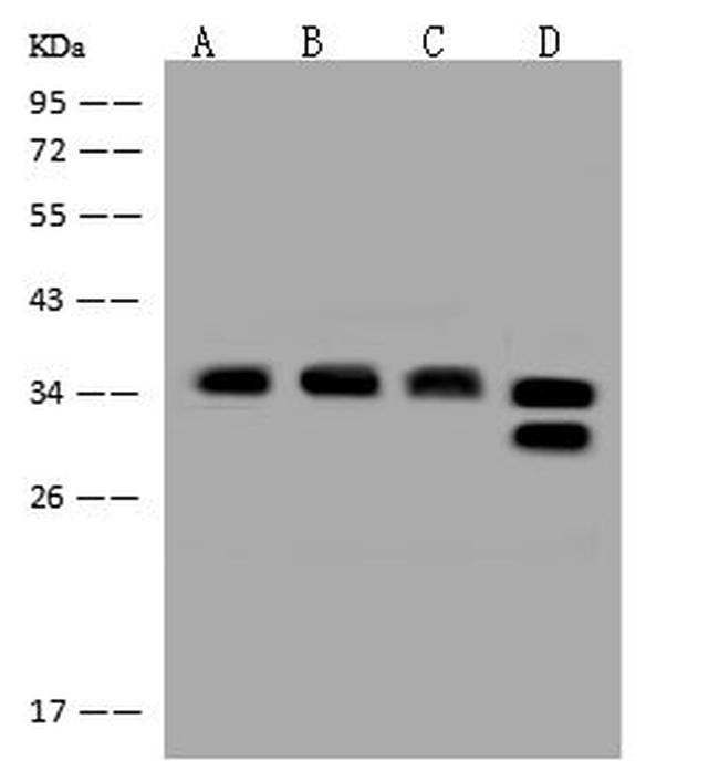 OTUB1 Antibody in Western Blot (WB)