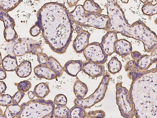 PACSIN3 Antibody in Immunohistochemistry (Paraffin) (IHC (P))