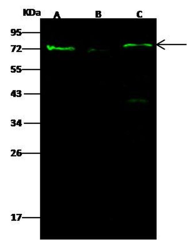 PAK1 Antibody in Western Blot (WB)