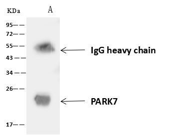PARK7 Antibody in Immunoprecipitation (IP)