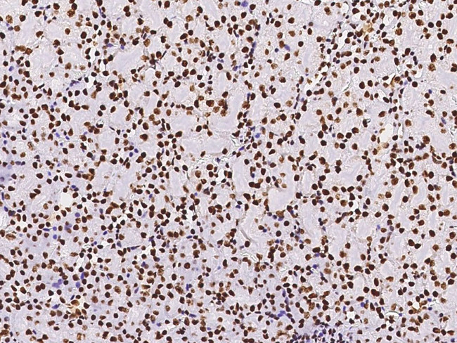 PAX2 Antibody in Immunohistochemistry (Paraffin) (IHC (P))