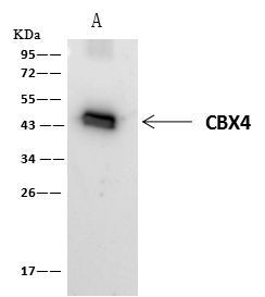 PAX2 Antibody in Immunoprecipitation (IP)