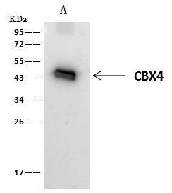 PAX2 Antibody in Immunoprecipitation (IP)