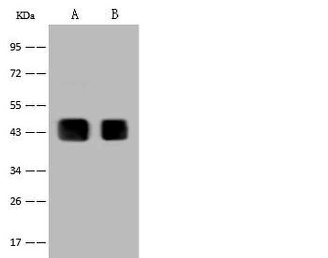 PAX2 Antibody in Western Blot (WB)