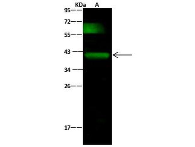 Podoplanin Antibody in Western Blot (WB)