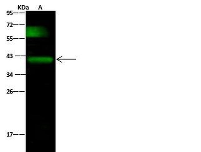 Podoplanin Antibody in Western Blot (WB)