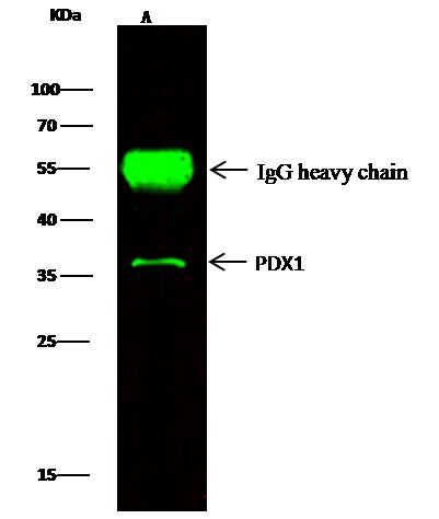 PDX1 Antibody in Immunoprecipitation (IP)