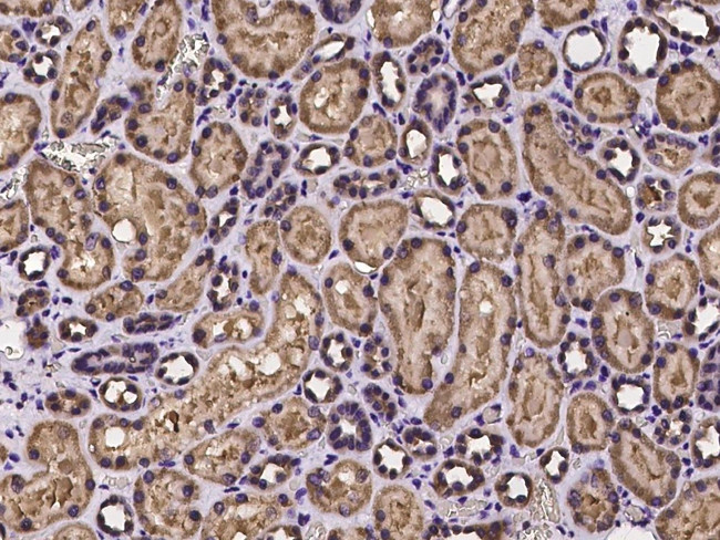 PEX3 Antibody in Immunohistochemistry (Paraffin) (IHC (P))