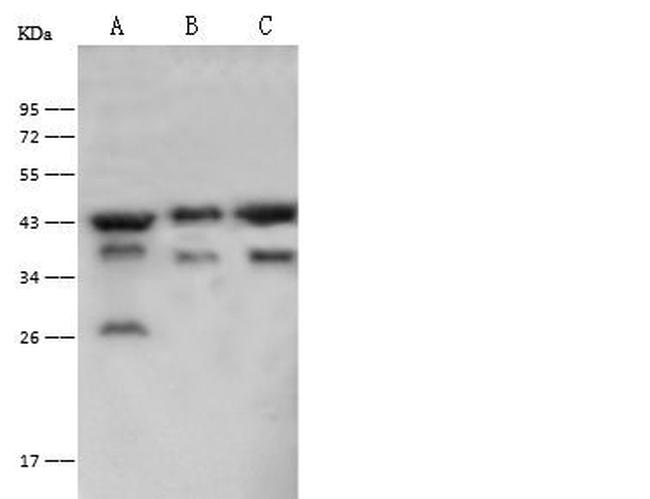 PGK2 Antibody in Western Blot (WB)