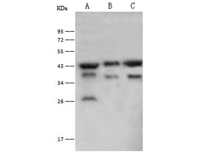 PGK2 Antibody in Western Blot (WB)