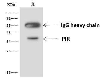 Pirin Antibody in Immunoprecipitation (IP)