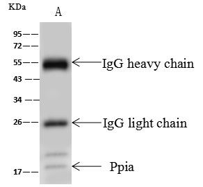 Cyclophilin A Antibody in Immunoprecipitation (IP)