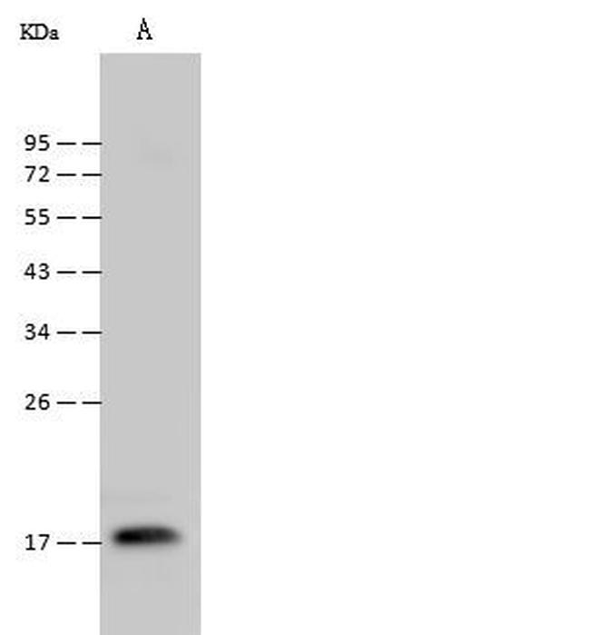 Cyclophilin A Antibody in Western Blot (WB)