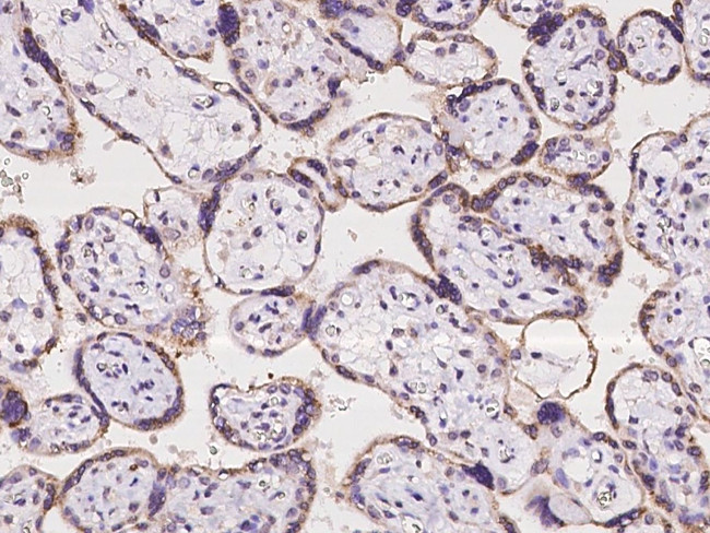 Cyclophilin B Antibody in Immunohistochemistry (Paraffin) (IHC (P))