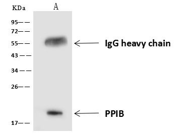 Cyclophilin B Antibody in Immunoprecipitation (IP)