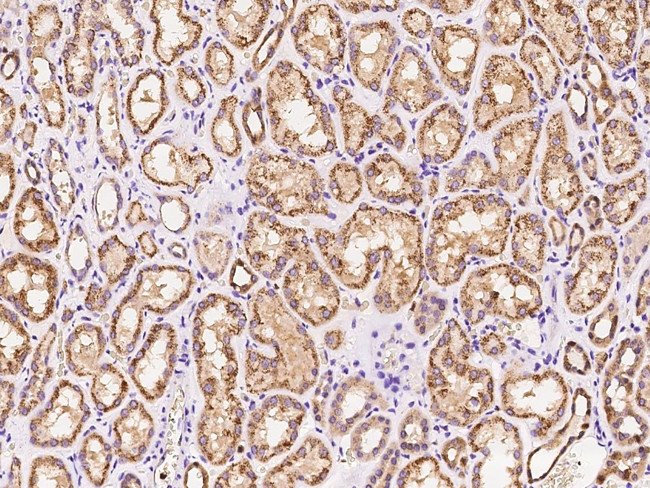 Cyclophilin 40 Antibody in Immunohistochemistry (Paraffin) (IHC (P))