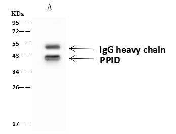 Cyclophilin 40 Antibody in Immunoprecipitation (IP)