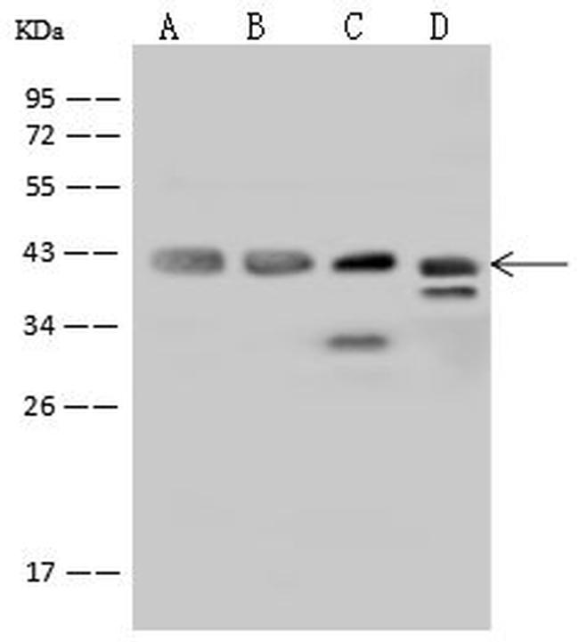 Cyclophilin 40 Antibody in Western Blot (WB)