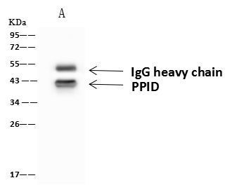 Cyclophilin 40 Antibody in Immunoprecipitation (IP)