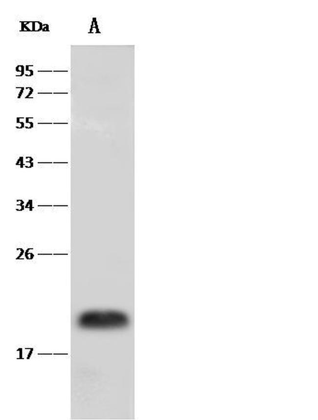 PRAP1 Antibody in Western Blot (WB)