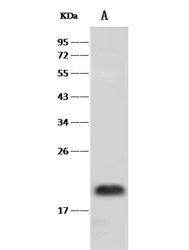 PRAP1 Antibody in Western Blot (WB)