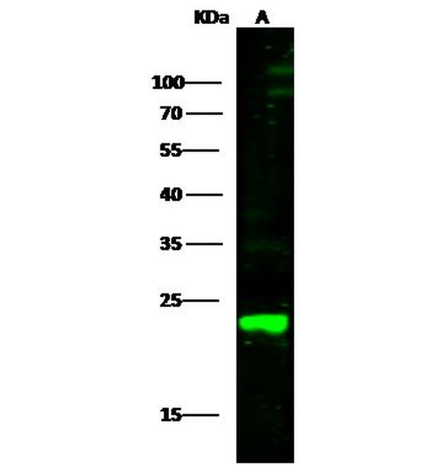 PRDX1 Antibody in Western Blot (WB)