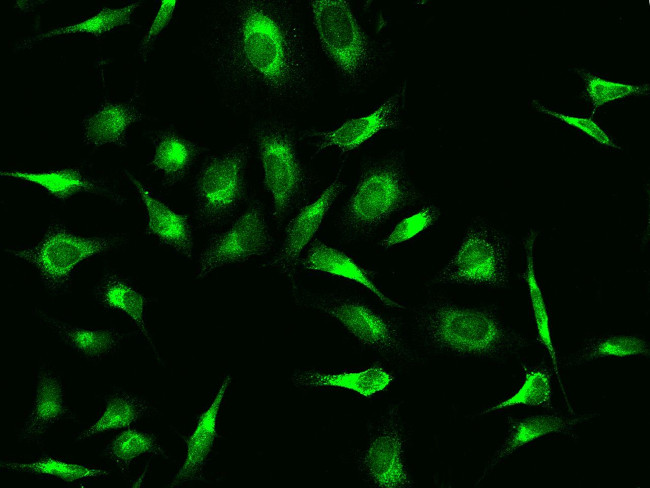 PRDX4 Antibody in Immunocytochemistry (ICC/IF)