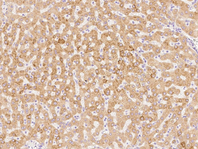 PRDX4 Antibody in Immunohistochemistry (Paraffin) (IHC (P))