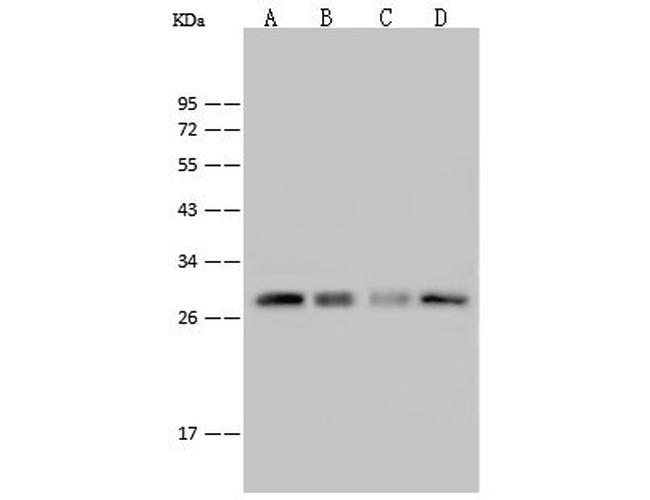 PRDX4 Antibody in Western Blot (WB)