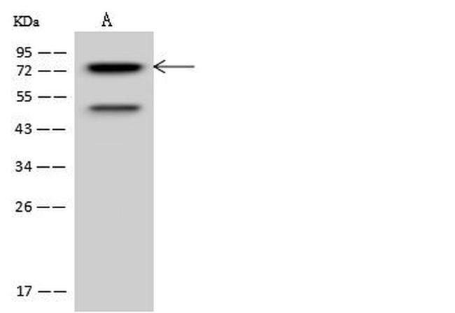 PKC delta Antibody in Western Blot (WB)