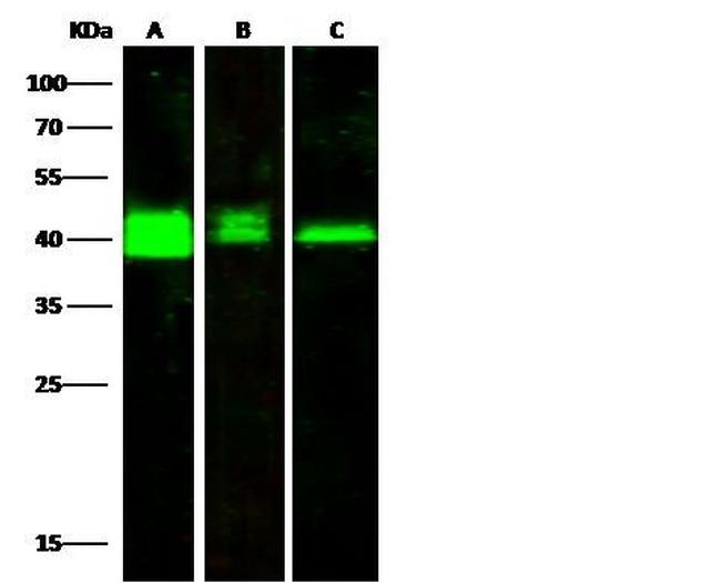 PRMT6 Antibody in Western Blot (WB)