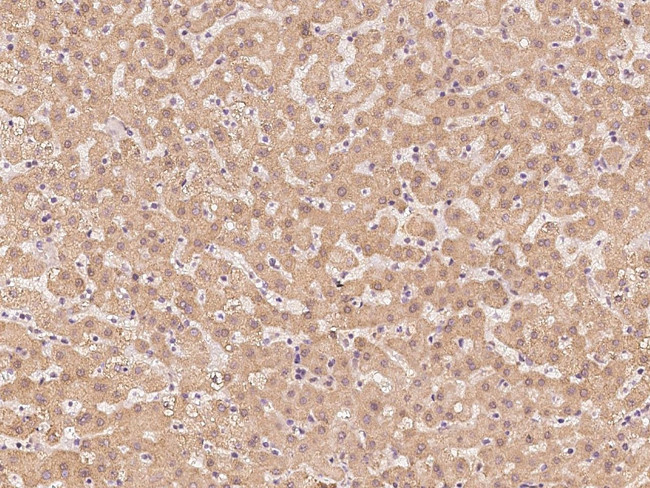 PSMA2 Antibody in Immunohistochemistry (Paraffin) (IHC (P))