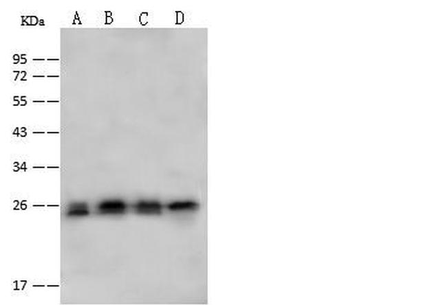 PSMA2 Antibody in Western Blot (WB)