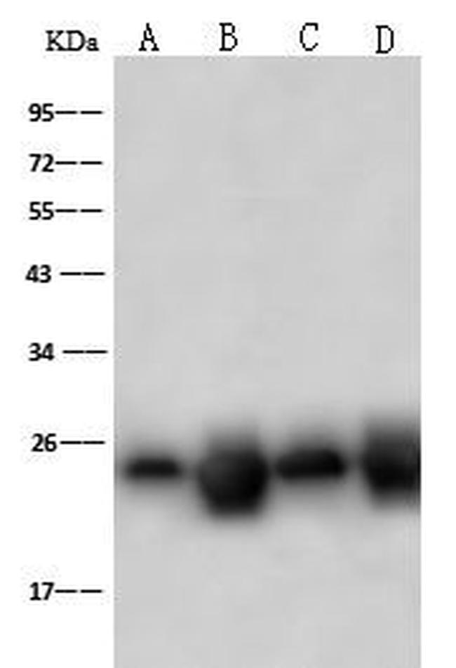 PSMB8 Antibody in Western Blot (WB)