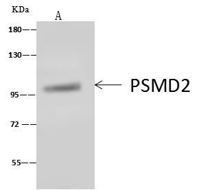 PSMD2 Antibody in Immunoprecipitation (IP)