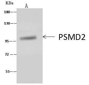 PSMD2 Antibody in Immunoprecipitation (IP)