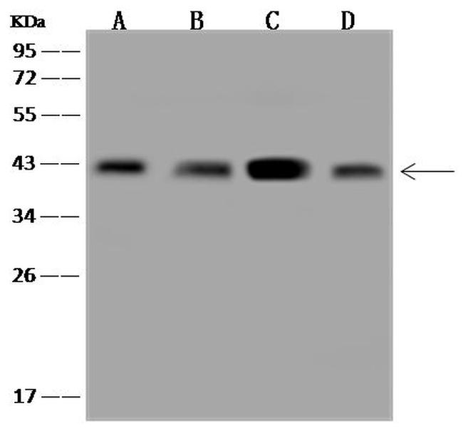 PSMD7 Antibody in Western Blot (WB)