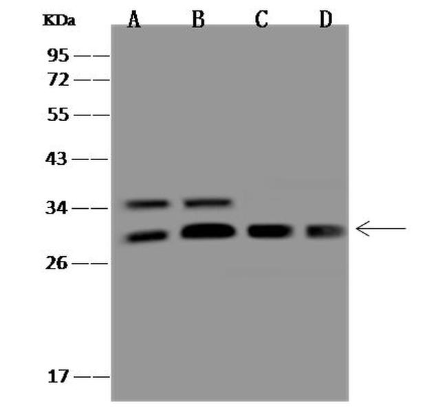 PSMD9 Antibody in Western Blot (WB)